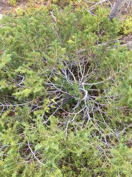 Image of subalpine fir