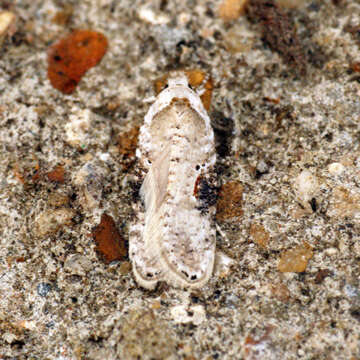 Image of Poison Hemlock Moth