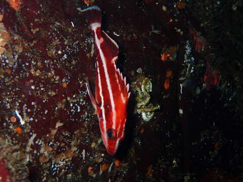 Image of Yelloweye rockfish