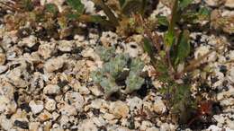 Image of dwarf cottonrose