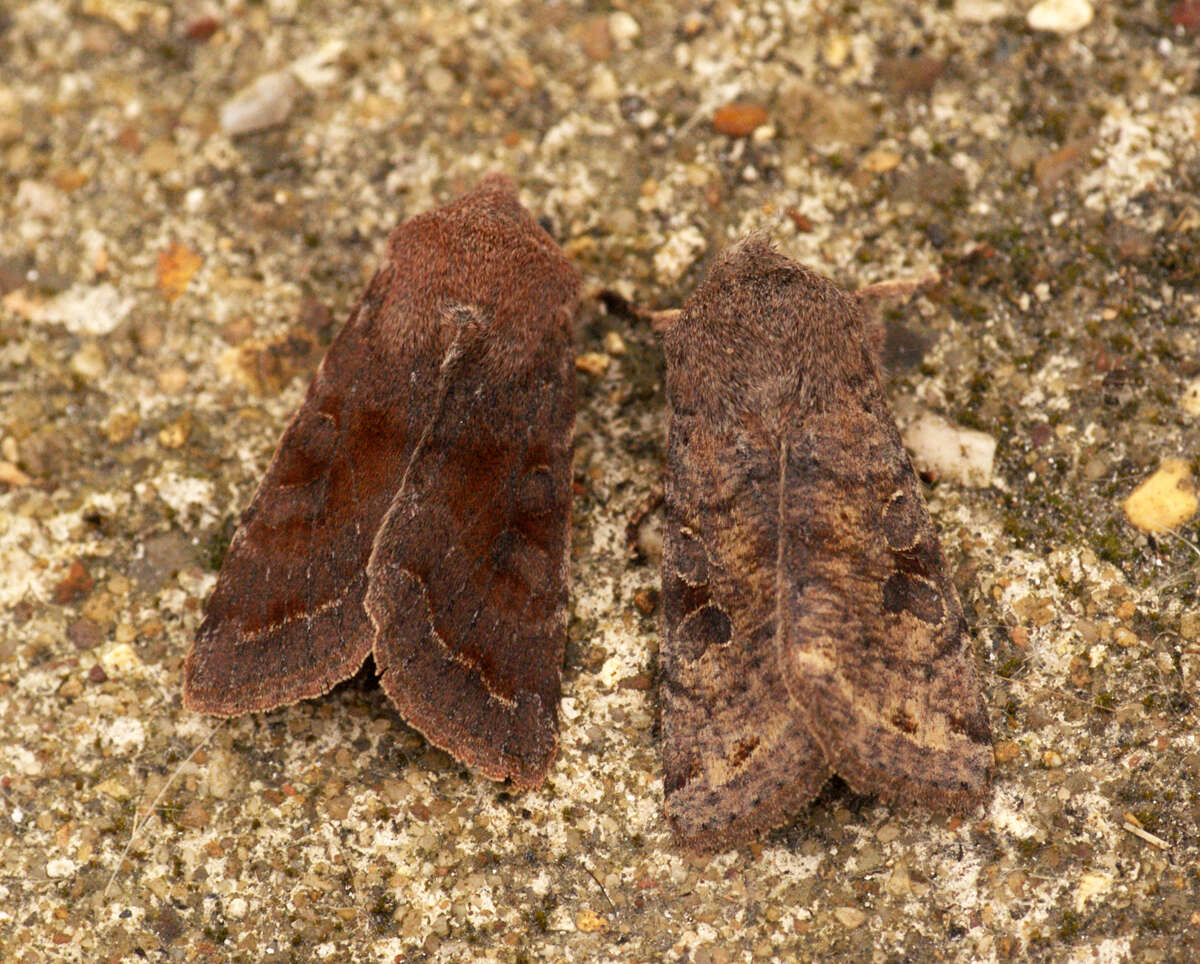 Слика од Orthosia incerta Hufnagel 1767