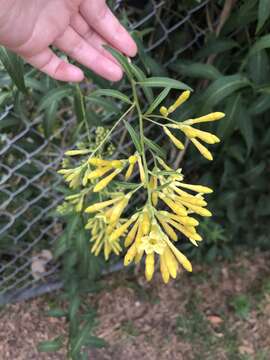 Plancia ëd Cestrum parqui (Lam.) L'Her.