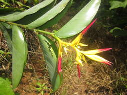 Image of Heliconia schumanniana Loes.