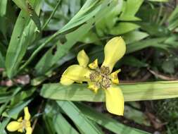 صورة Trimezia martinicensis (Jacq.) Herb.