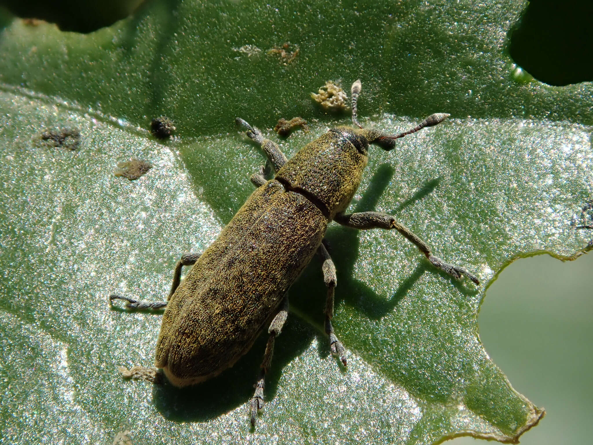 Image of Lixus rubicundus Dejean 1821