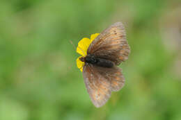 Image of Mountain Ringlet