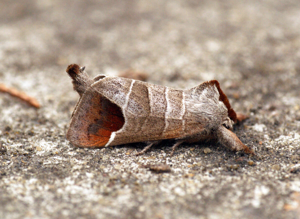 Image of Clostera curtula Linnaeus 1758