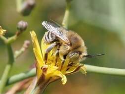 Image of Anthophora lieftincki (Tkalcu 1993)