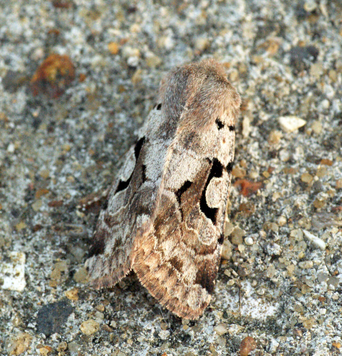 Orthosia gothica Linnaeus 1758 resmi