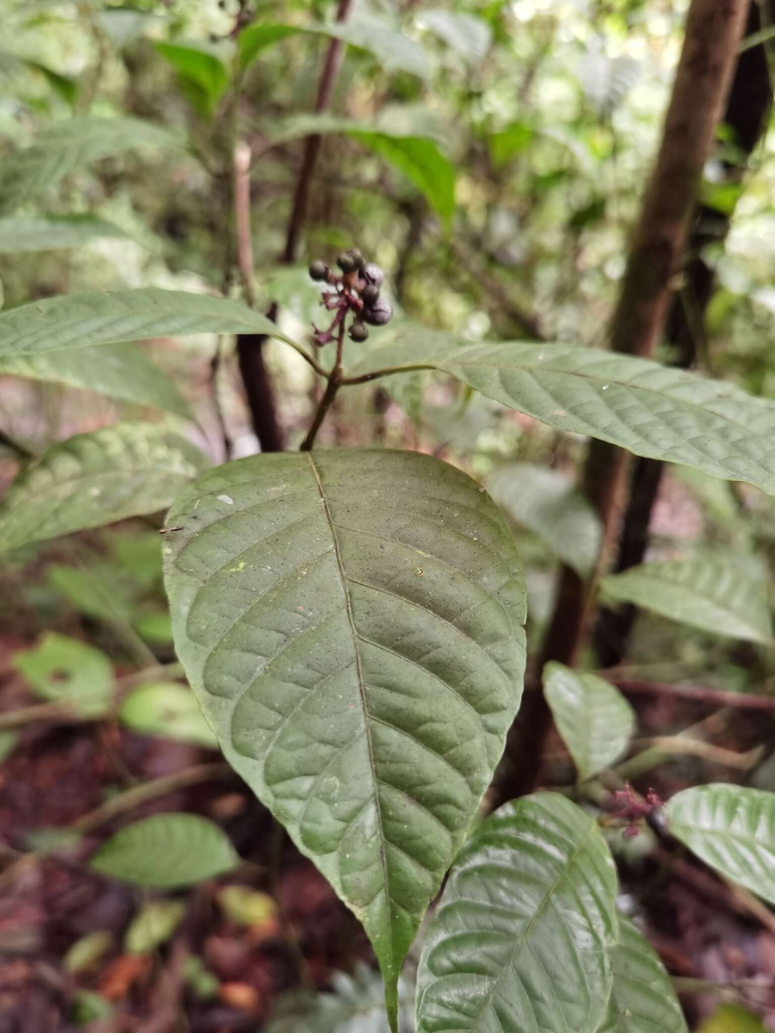 صورة Palicourea acuminata (Benth.) Borhidi