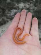 Image of Coastal Legless Skink