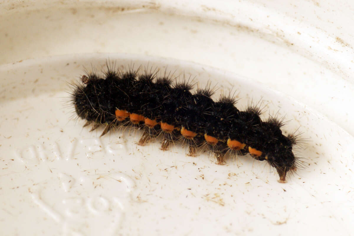 Image of common footman