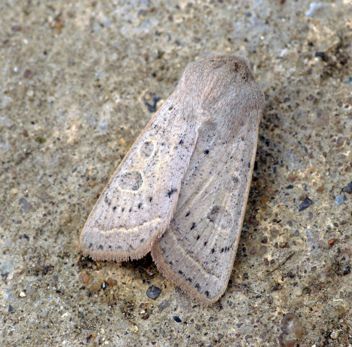 Слика од Orthosia gracilis Schiffermüller 1775