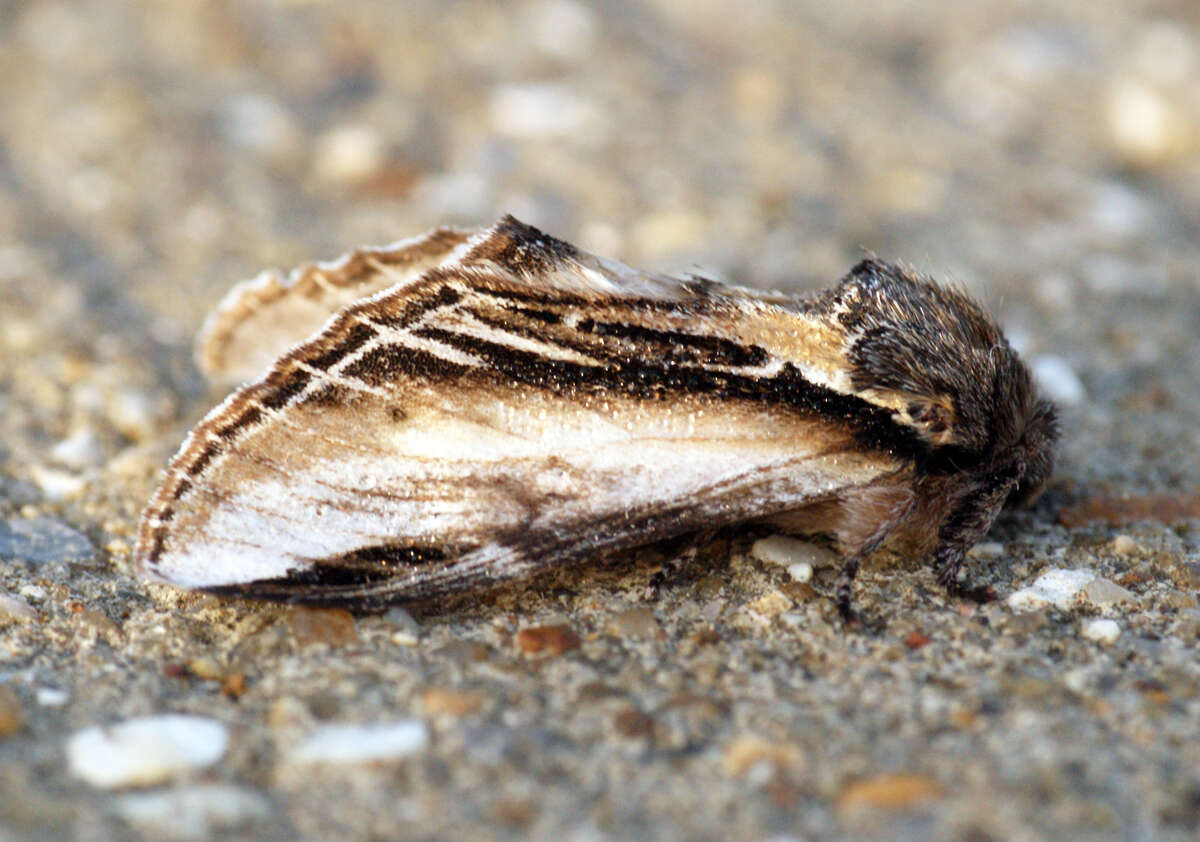 Image of Greater Swallow Prominent