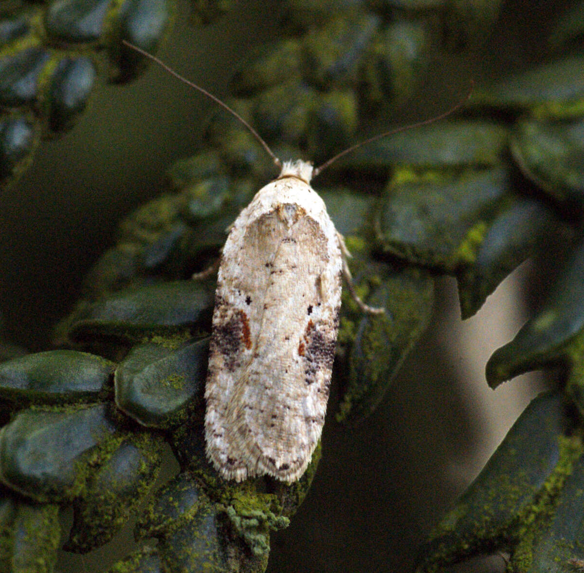 Image of Poison Hemlock Moth