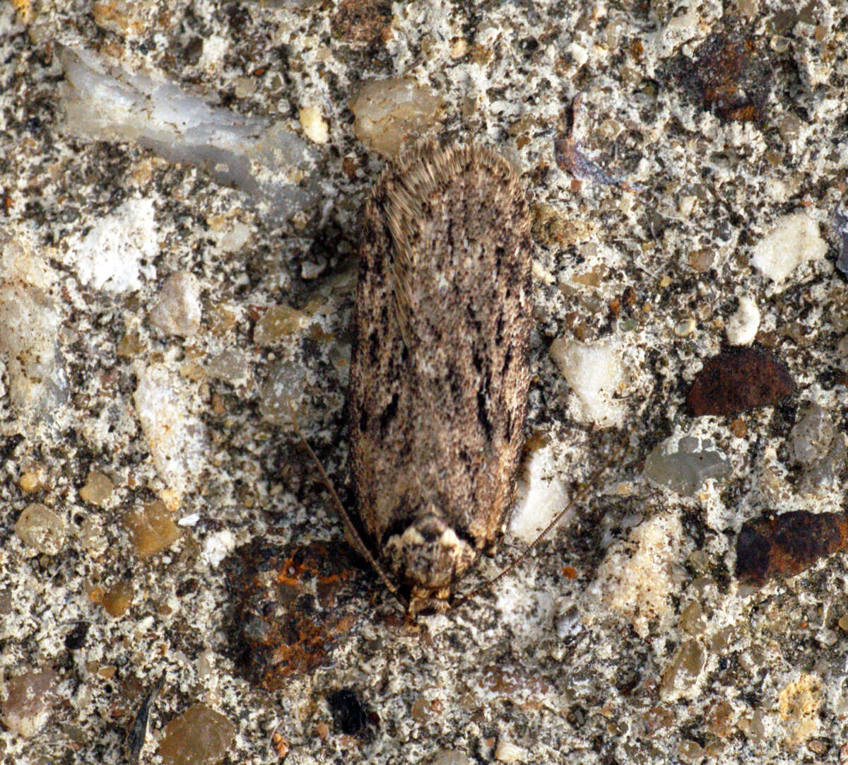 Image of Depressaria