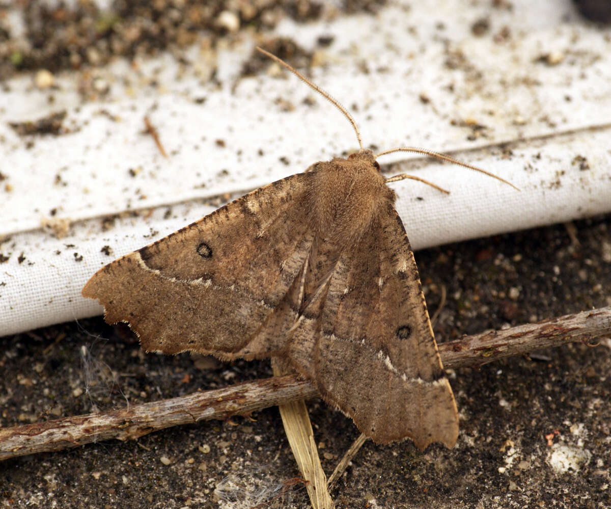 Image of scalloped hazel