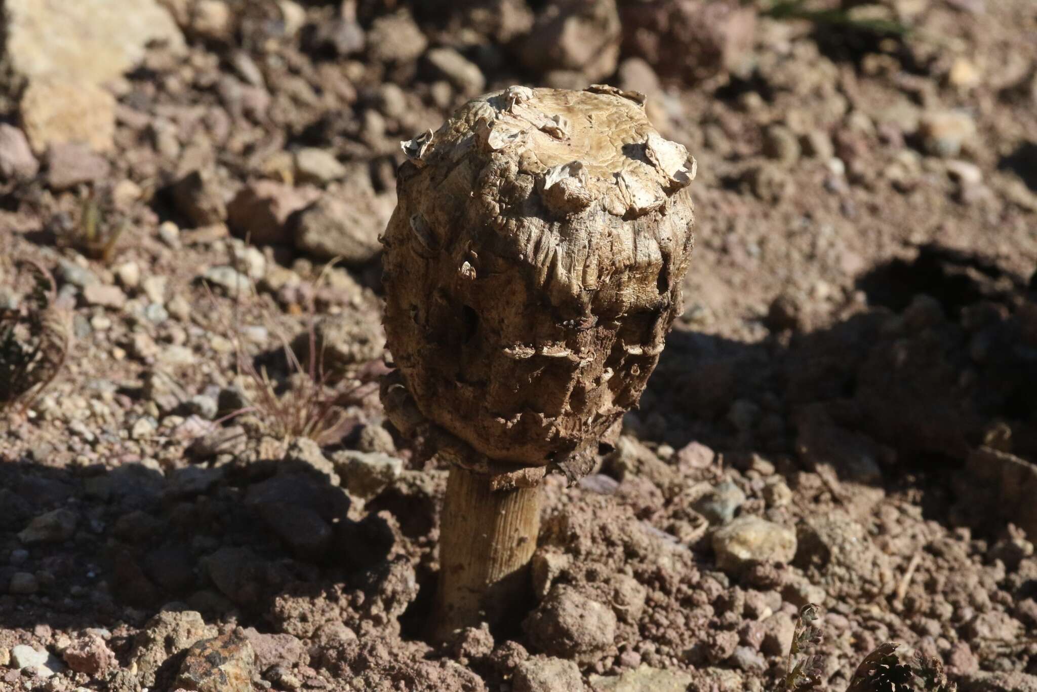 Image of Agaricus deserticola G. Moreno, Esqueda & Lizárraga 2010