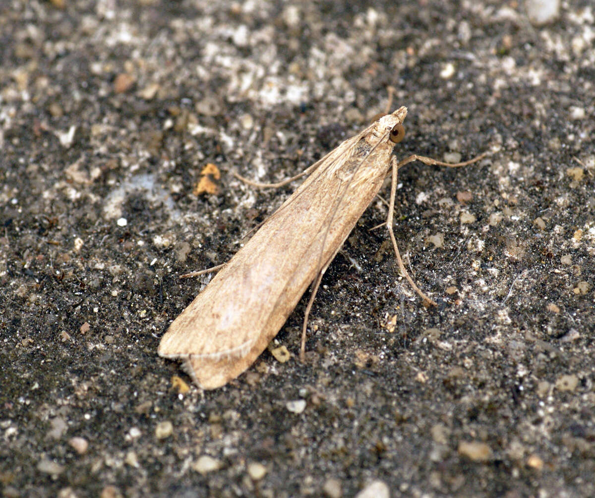 Image of celery stalkworm