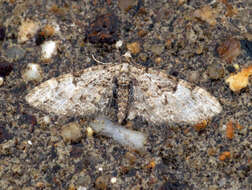 Image of oak-tree pug