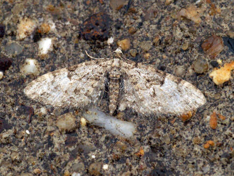 Image of oak-tree pug