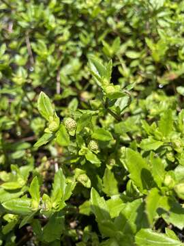 Image of Small-Ray Swampwort