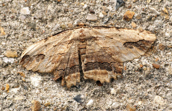 Image of waved umber