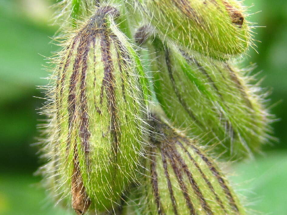 Image of Crotalaria sessiliflora L.