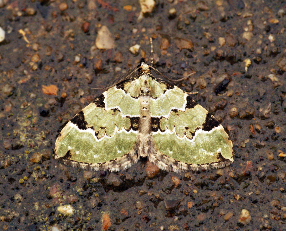 Image of green carpet