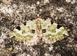 Image of green carpet