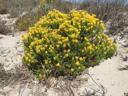 Image of Pteronia uncinata DC.