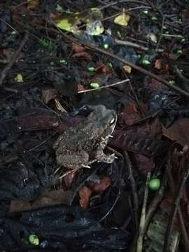 Image of Wiegmann's toad