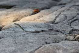 Sivun Dendrelaphis tristis (Daudin 1803) kuva