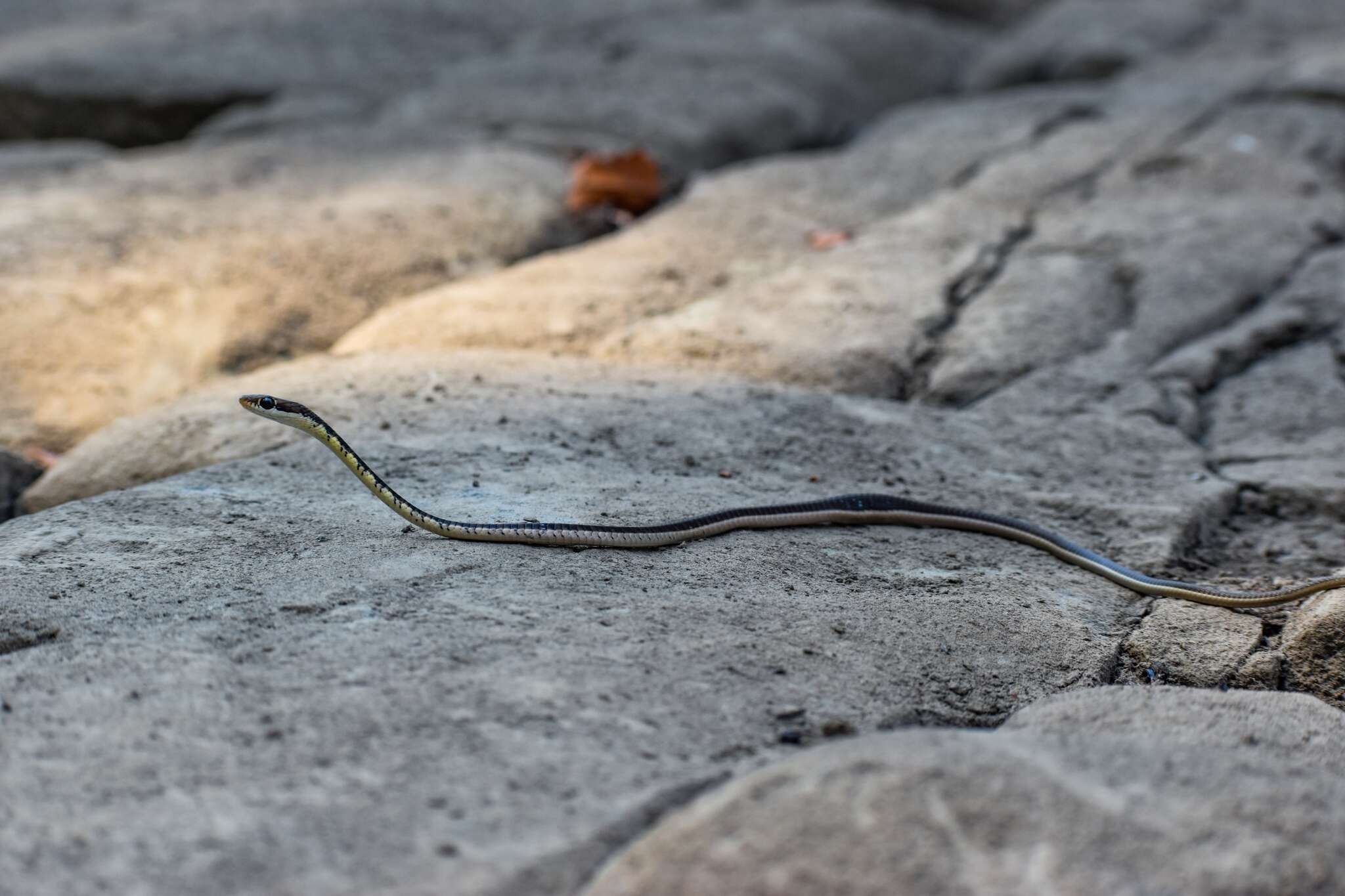 Sivun Dendrelaphis tristis (Daudin 1803) kuva