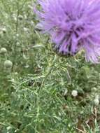 Cirsium engelmannii Rydb.的圖片