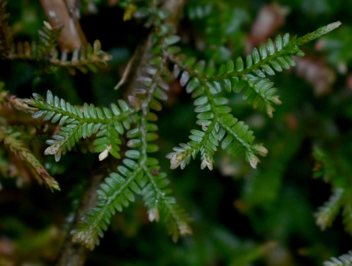 Sivun Selaginella australiensis Bak. kuva