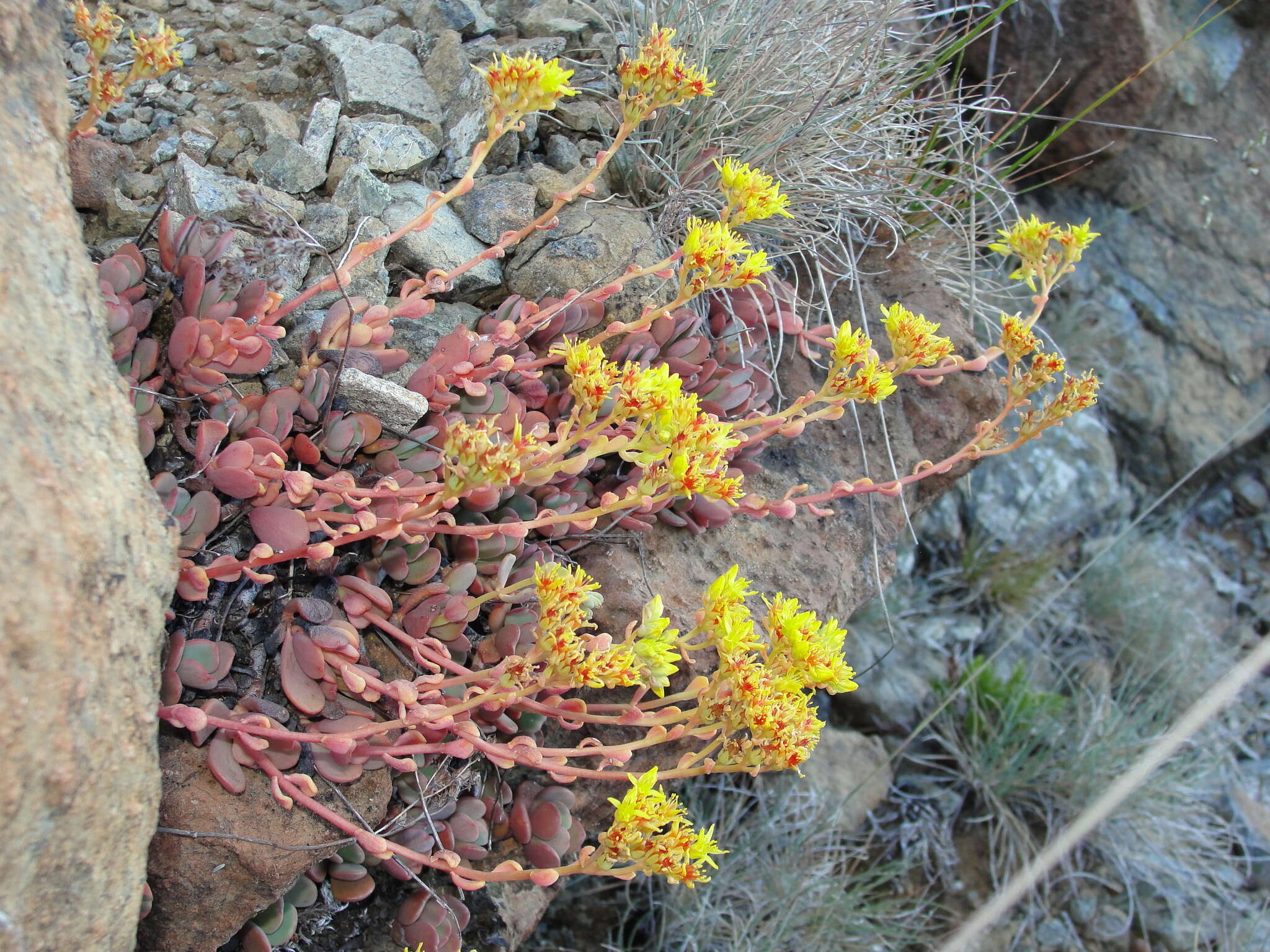 Sivun Sedum citrinum Zika kuva