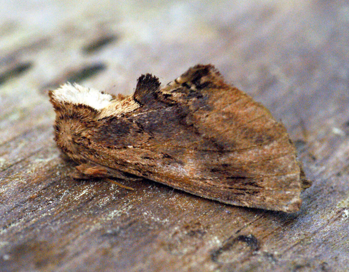 Image of Coxcomb Prominent