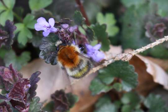 Image of Common carder bumblebee