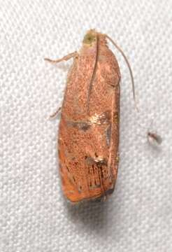 Image of Filbertworm Moth