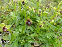 Ophrys fernandii Rolfe的圖片