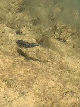 Image of Smallhead stickleback