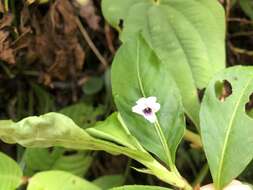 Image of Viola stipularis Sw.