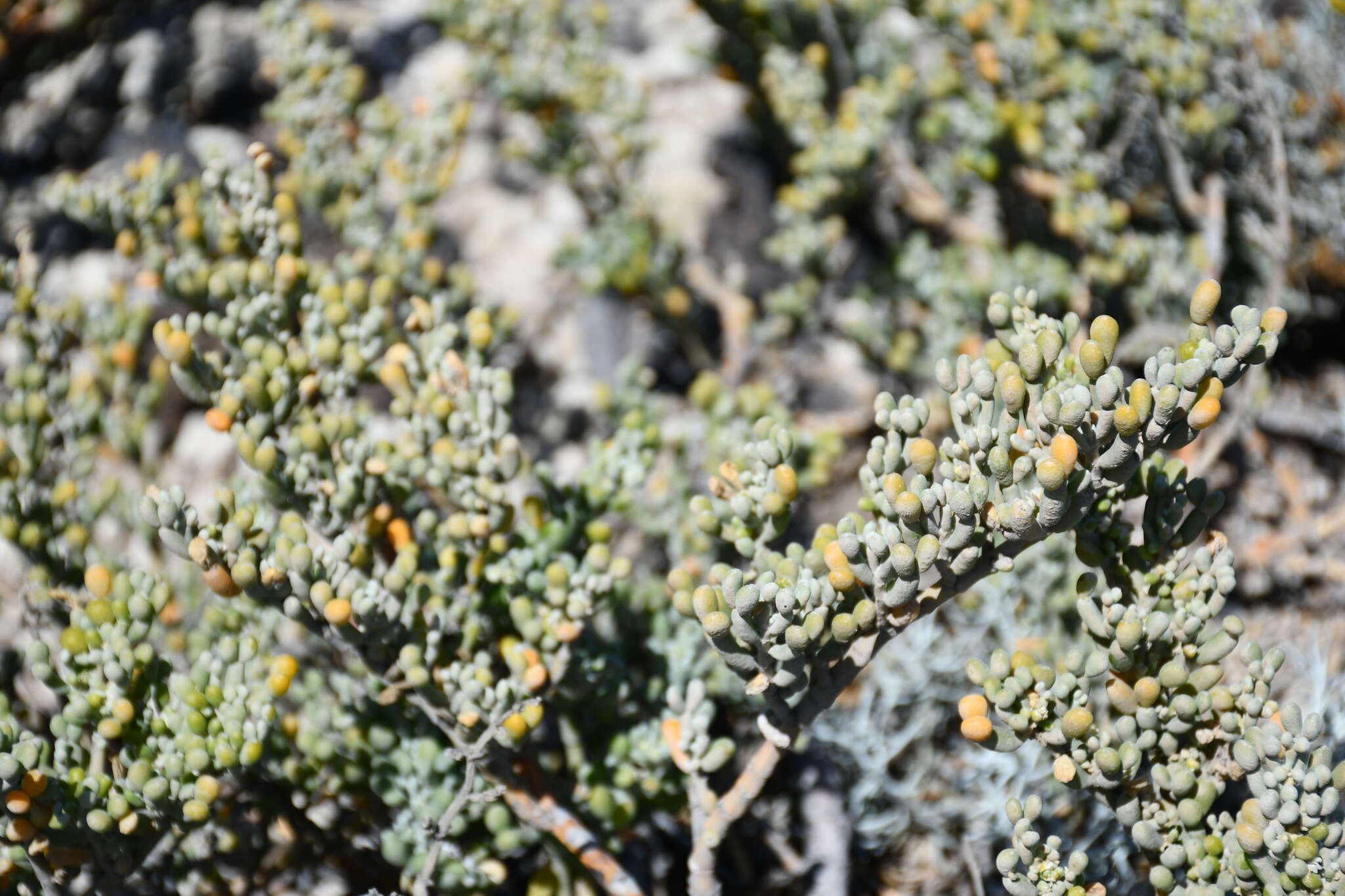 Image of Tetraena fontanesii (Webb & Berthel.) Beier & Thulin