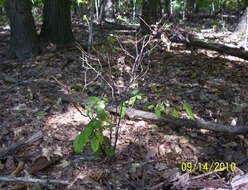 Image of northern spicebush