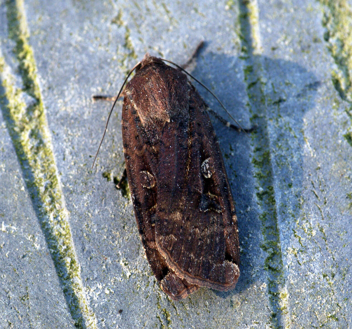 Image of Large Yellow Underwing