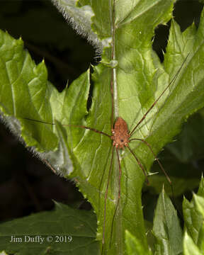 Image of Leiobunum ventricosum (Wood 1868)