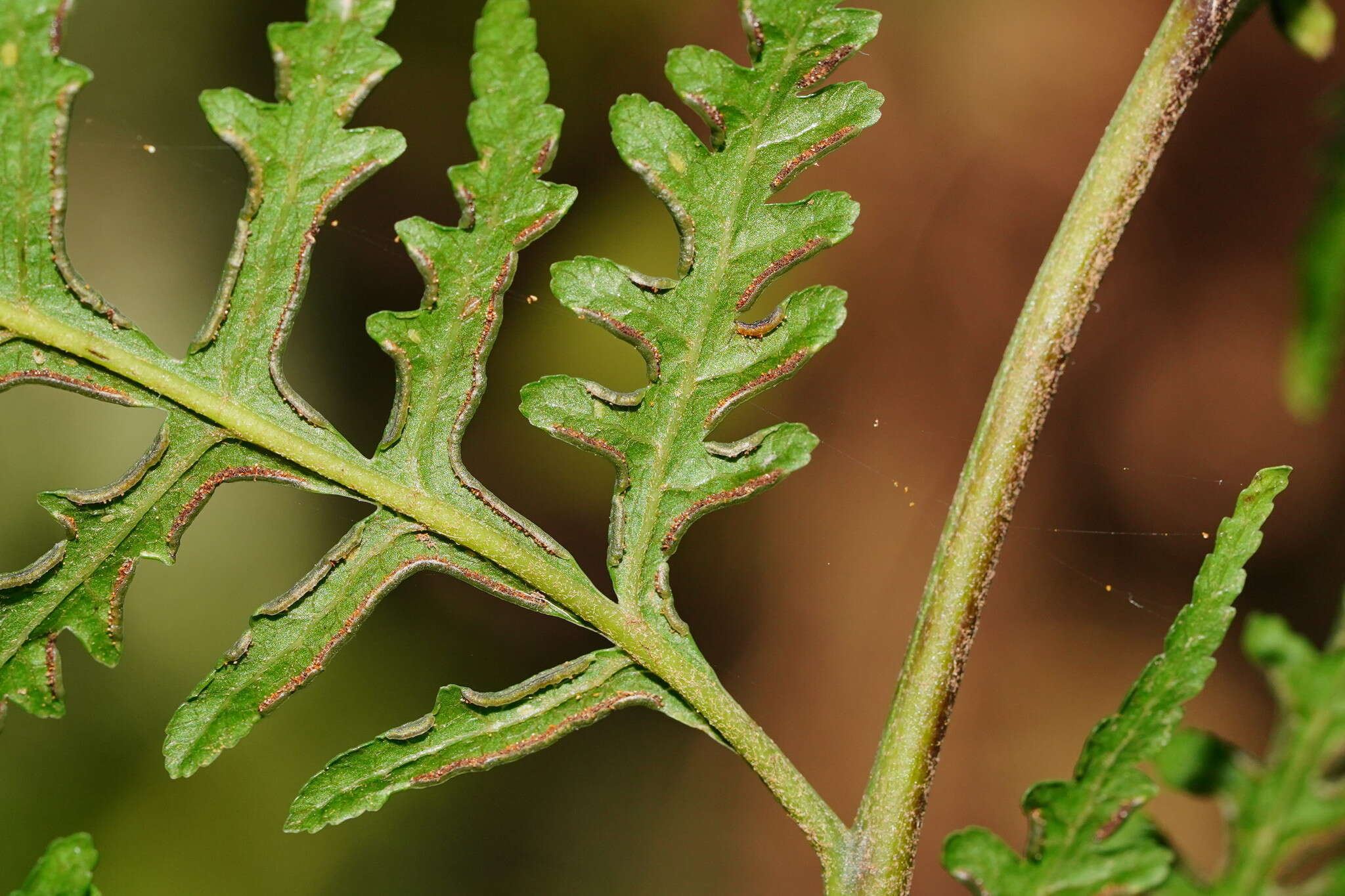 Sivun Pteris epaleata D. J. Ohlsen kuva