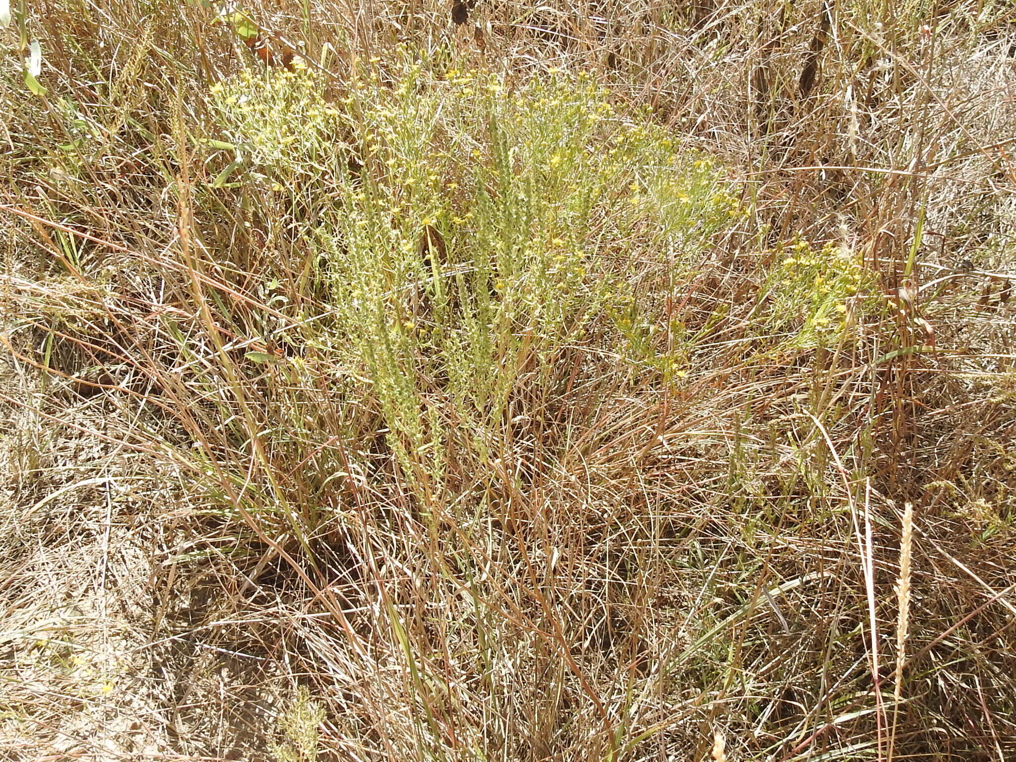 Image of narrowleaf marsh elder