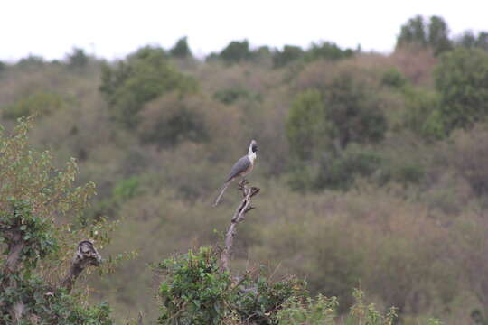 Image of Bare-faced Go-away Bird